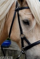 Schöner Sidepull von Fakur Isländer Islandpferd 