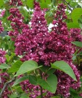 Edel - Flieder 'Sensation', Syringa, Fliederstrauch Fliederbaum im Topf 40-60 cm