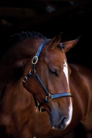 Lederhalfter London schwarz Größe: Vollblut Warmblut