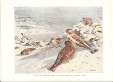 Snow Buntings In Winter Plumage - 1930s Bird Print by Winifred Austen