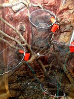 Fischreuse,Aalreuse,Krebsreuse,Köderfischreuse,Reusen,Reuse mit Köderdose! Top!