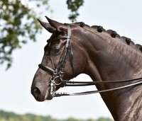 Super Angebot !!! Hochwertige Busse Kandare FREETIME P, VB, WB 121002