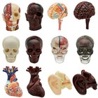 Set of 12 Anatomical model Figure Mobile Strap Science Techni Colour Gachapon 