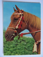 Pferde Postkarte - ARABER - Fuchs mit Showtrense - Verlag Korsch Foto H. Alder