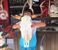 Büffelschädel Kuh Natural -Stierkopf,  Cow Natur  Little Big Horn 10 September