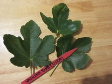 Fig tree vasilika mavra sika (black)  ******* 3   cuttings-