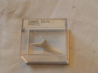 Hai Fisch Zahn Marokko Sharks Teeth Morocco 