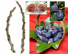 RARE "LEBANESE BLACK/PURPLE FIG TREE" (2) Cuttings - Vigorous & Prolific