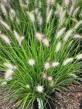 'Hameln' Dwarf Fountain Grass - Hardy Perennial - Quart Pot - 3 plants