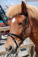 Unterlegtes Kopfstück mit Stirnband von Fakur Isländer Islandpferdetrense
