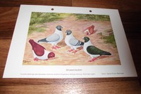 COBURGER LERCHEN -- Musterbeschreibung // RASSEMERKMALE / GROBE FEHLER Witzmann