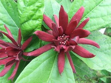 Calycanthus floridus in 7cm pot Carolina Allspice