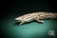 Atelomycterus marmoratus + Katzenhai + Hai + catsharks + fish + Fisch + shark
