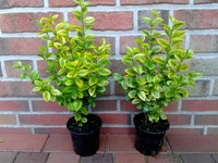 20 Gold-Liguster Pflanzen, Höhe: 40-50 cm ,Ligustrum Aureum, Heckenpflanze