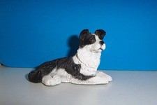 Black and White Border Collie dog.