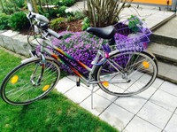 21Gang Damenrad Mit Kettenschaltung Marke Pegasus Neuwertig