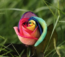100 Seeds Fresh Hot Rainbow China Rare Rose Beautiful Flower Seed To Your Lover