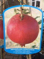 POMEGRANATE 'Parfinka'