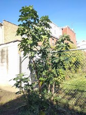 Fig Tree Cuttings, Five (5) pcs