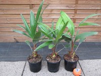 Rhapidophyllum hystrix - Nadelpalme - Winterhart bis  -24°C  40-50cm Pflanze