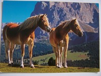 Pferde Postkarte - HAFLINGER Duo - Almweide - Verlag te Neues Foto Huber/R.Maier