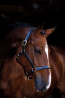 Luxus-Lederhalfter London Halfter weiches Leder schwarz gepolstert verstellbar 