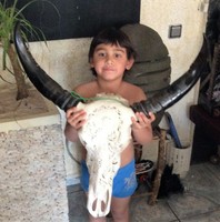 Büffelschädel -Stierkopf, Longhorn Schnitzerei -SKULL TAXIDERMY Little Big Horn 
