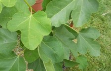 Fig tree "Black Madeira"- 3 cuttings