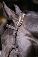 BAREFOOT CONTOUR PHYSIO KOPFSTÜCK & SHAPE -IT'CAVESSON 2 FARBEN / 3 GRÖßEN 4010