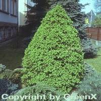 Zuckerhut Fichte 100-125cm - Picea glauca