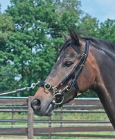 Busse Kappzaum Professional Solibel Gr.  Pony  hazel oder schwarz