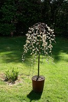 Salix caprea Pendula Hänge-Kätzchenweide Stämmchen 100 cm Stammhöhe Bieneweide