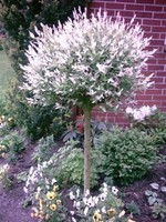 Harlekin Weide, Salix Hakuro Nishiki, Pflanze: 160 cm !