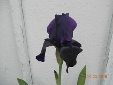 1 Black Harmony (Award Winner) & 1 Pink AttractionTall Bearded Iris Rhizome