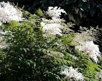 Fiederspiere, wie ein kleiner weißer Flieder, Sorbaria