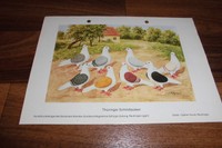 THÜRINGER SCHILDTAUBEN -- Musterbeschreibung // RASSEMERKMALE / GROBE FEHLER