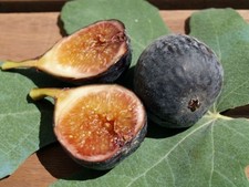 Nerone - 1 fresh  fig cutting