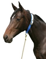 005372 PFIFF Halsriemen in 4 Farben NEU