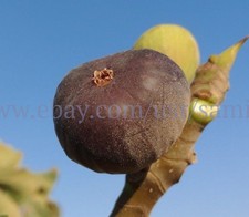 2 X "Swadi" Fig Tree Cuttings,common type,  Holy Land