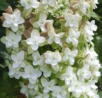 Eichenblättrige Hortensie Harmony 30-40cm - Hydrangea quercifolia