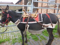 Packsattel für Esel Mini Shetty Pony mit kompletter Gurtung Gr. S / 40 cm