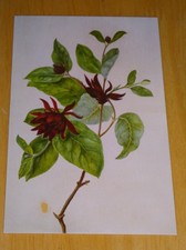 ROYAL HORTICULTURAL SOCIETY POSTCARD ~ CAROLINA ALLSPICE 'CALYCANTHUS FLORIDUS'