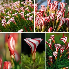 100pcs Rare Oxalis versicolor Spiral flowers Seeds Flowers Plants Bonsai Seeds