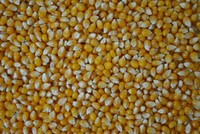 Popcornmais Premium Mushroom 10 Kg