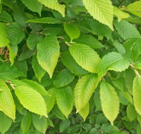 10 Stück Heckenpflanzen Weißbuchen Hainbuchen Carpinus betulus  im Topf 40-60 cm