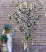 Korkenzieher Hasel 60-80cm - Corylus avellana