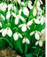 10 Snowdrop Bulbs
