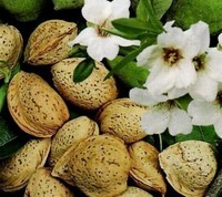 SÜSSE FRUCHTMANDEL BAUM - PRUNUS AMYGDALIS 175-200 CM 