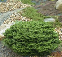 Zwerg Balsam Tanne Piccolo 20-25cm - Abies balsamea