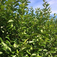 20 Stück immergrüne Heckenpflanzen Liguster ovalifolium Hecke im Topf 15-30 cm